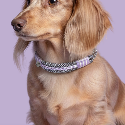 collier-zoomie-couleur-lila-2