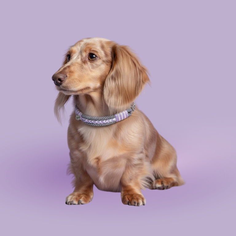 collier-zoomie-couleur-lila-3