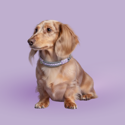 collier-zoomie-couleur-lila-3