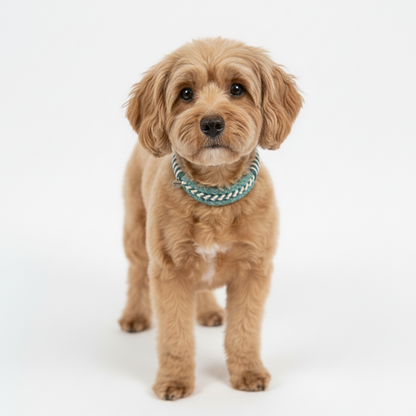 collier-zoomie-couleur-turquoise-4